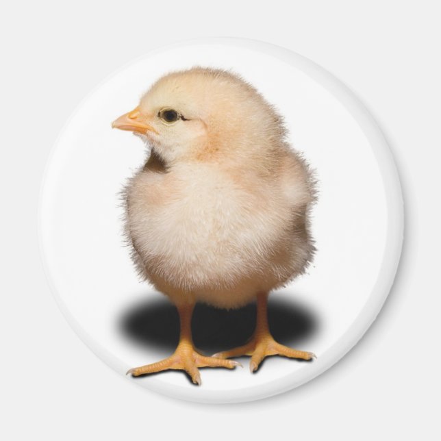 Chick Magnet (Vorne)