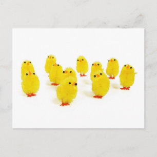 Chick-Magnet Chillout mit meinen Piepen lustiges F Postkarte