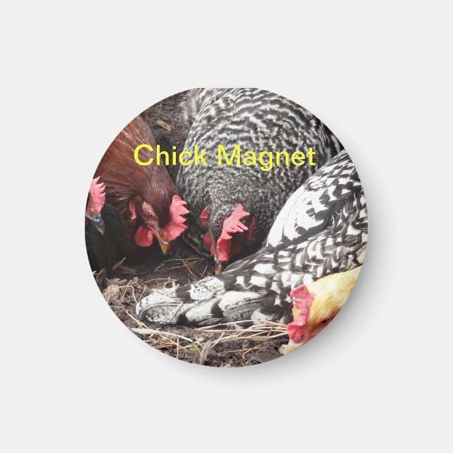 Chick Magnet - eine Gruppe farbiger Hühner (Vorne)