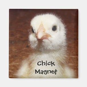 Chick Magnet - Niedliches Kick Foto