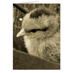 Chick Playing im Garten