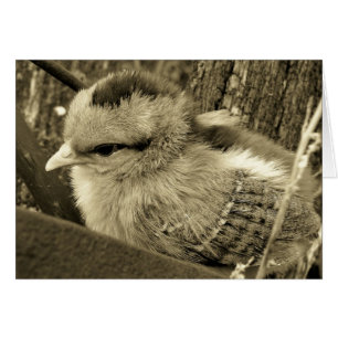 Chick Playing in the Garden