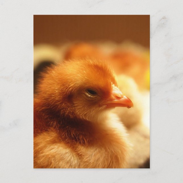 Chick Postkarte (Vorderseite)