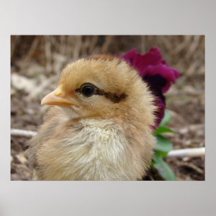 Chick und Pansy Poster