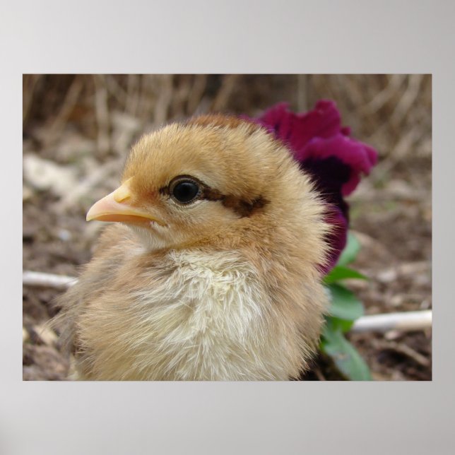 Chick und Pansy Poster (Vorne)