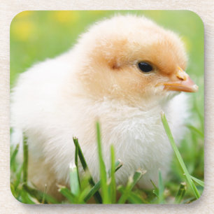 Chick Untersetzer