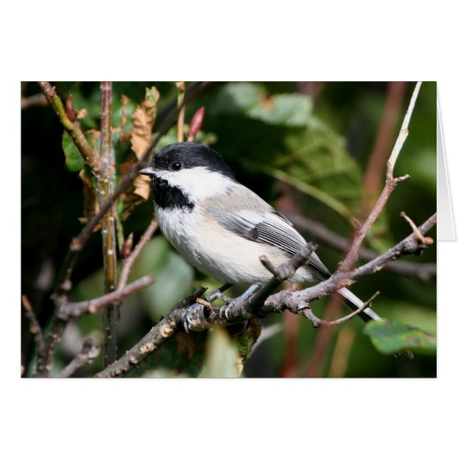 Chickadee (Vorderseite (Horizontal))