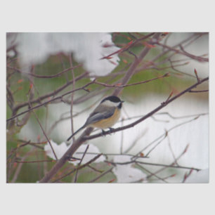 Chickadee 6259 Gewebepapier Seidenpapier