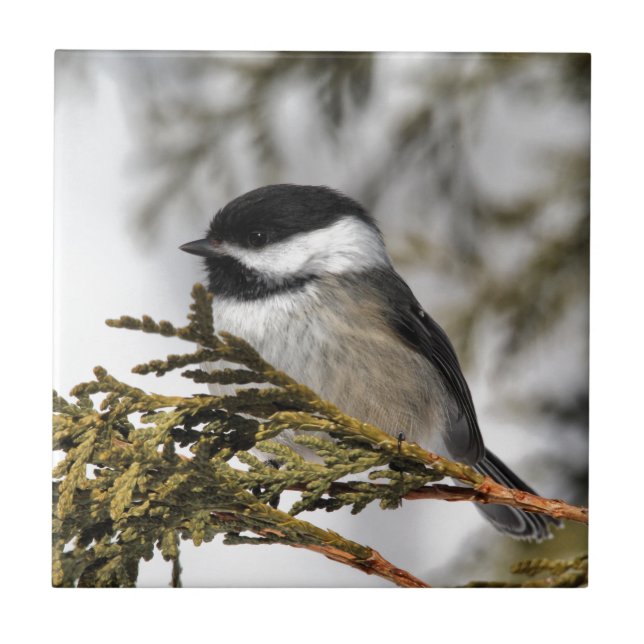 Chickadee_9505 Fliese (Vorderseite)