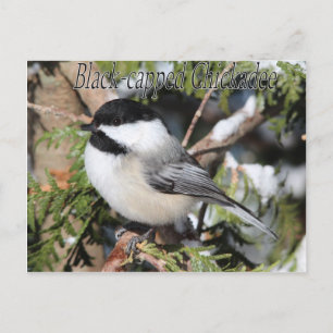 Chickadee 9527 postkarte