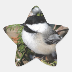 Chickadee_9530 Stern-Aufkleber