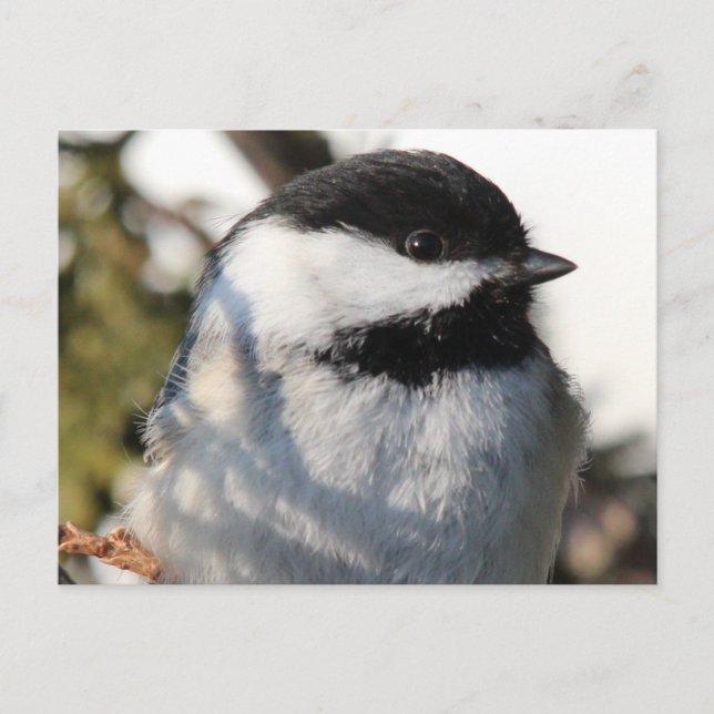 Chickadee 9693 postkarte (Vorderseite)