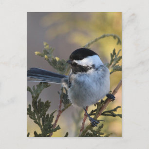 Chickadee_9695 Postkarte