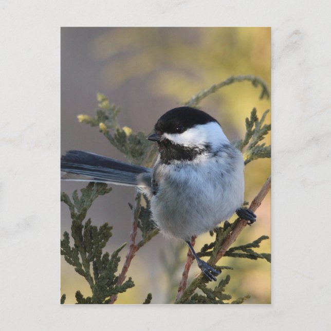 Chickadee_9695 Postkarte (Vorderseite)
