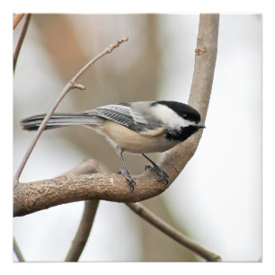 Chickadee an einer Zweigstelle Fotodruck