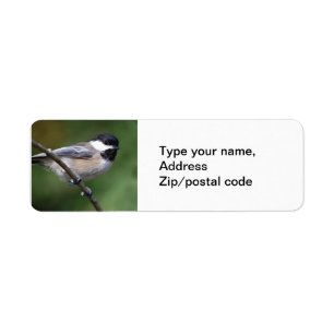 Chickadee auf einer Niederlassung
