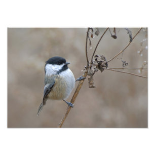Chickadee auf sanfter, neutraler Art des Trockenzw Fotodruck