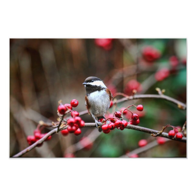 Chickadee auf Zweig mit Roten Bereren Fotodruck (Vorne)