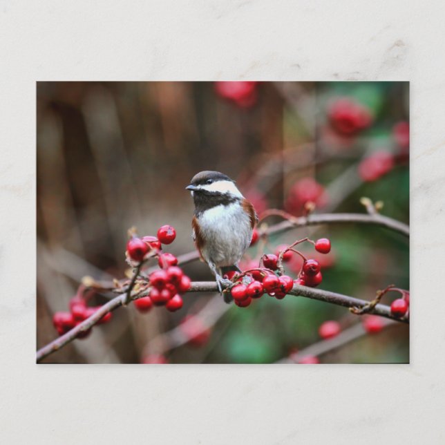 Chickadee auf Zweig mit Roten Bereren Postkarte (Vorderseite)