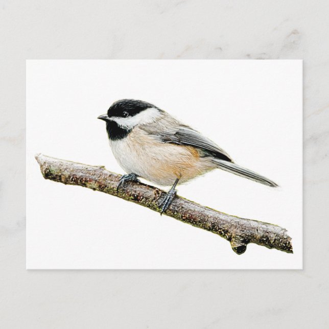 Chickadee auf Zweigniederlassung Postkarte (Vorderseite)