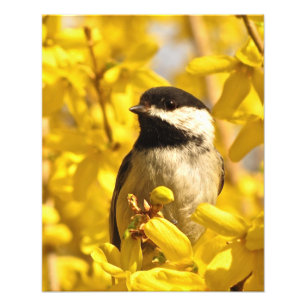 Chickadee Bird in Forsythia Blume Foto Print