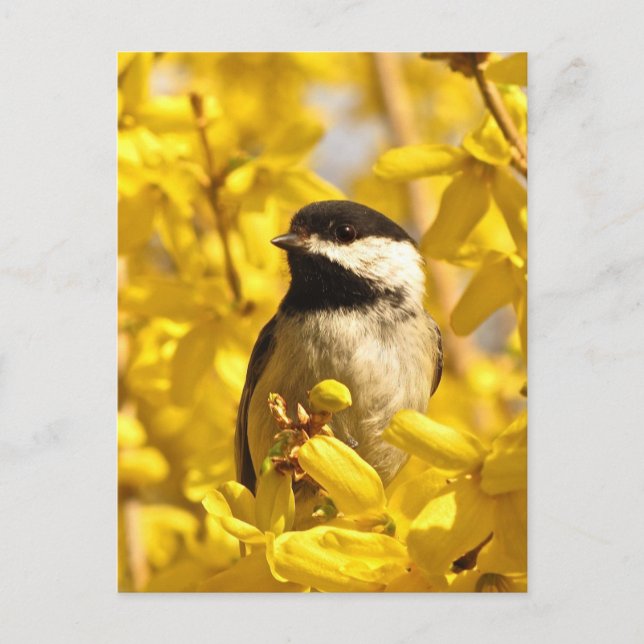 Chickadee Bird in Gelben Blumen Postkarte (Vorderseite)