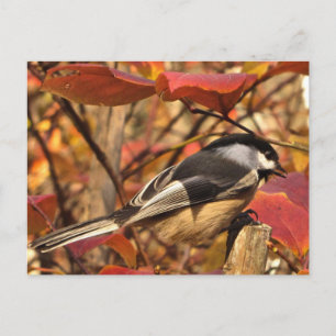 Chickadee Bird in rosa und roten Herbstblättern Postkarte