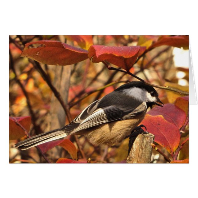 Chickadee Bird mit rosa roten Herbstblättern (Vorderseite (Horizontal))
