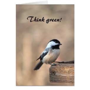 Chickadee Denke ökologisch