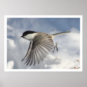 Chickadee Flying Print Poster