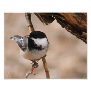 Chickadee Foto Print