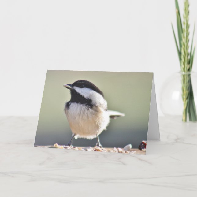 Chickadee-Fotografie Karte (Vorderseite)