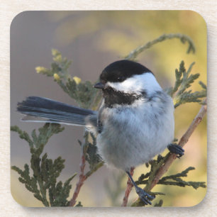 Chickadee Getränkeuntersetzer