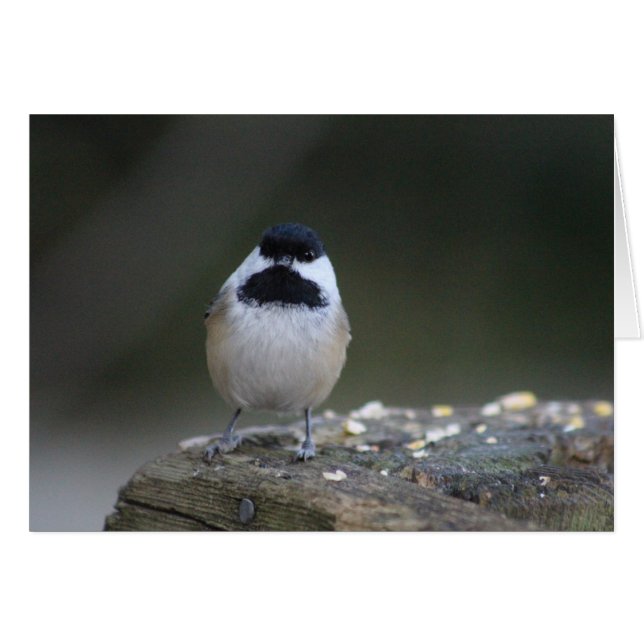 Chickadee Grußkarte (Vorderseite (Horizontal))