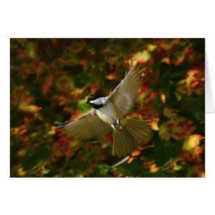 Chickadee im Flug