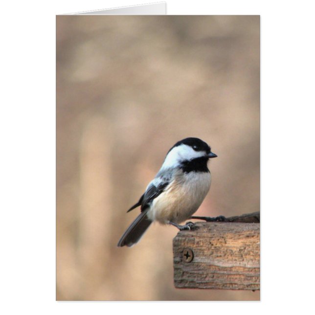 Chickadee im goldenen Licht (Vorne)