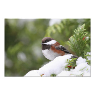 Chickadee im Schnee auf einem Zedern-Baum Fotodruck