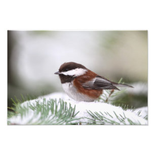 Chickadee im Schnee Fotodruck