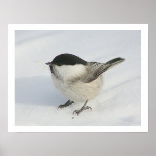 Chickadee im Schnee Poster