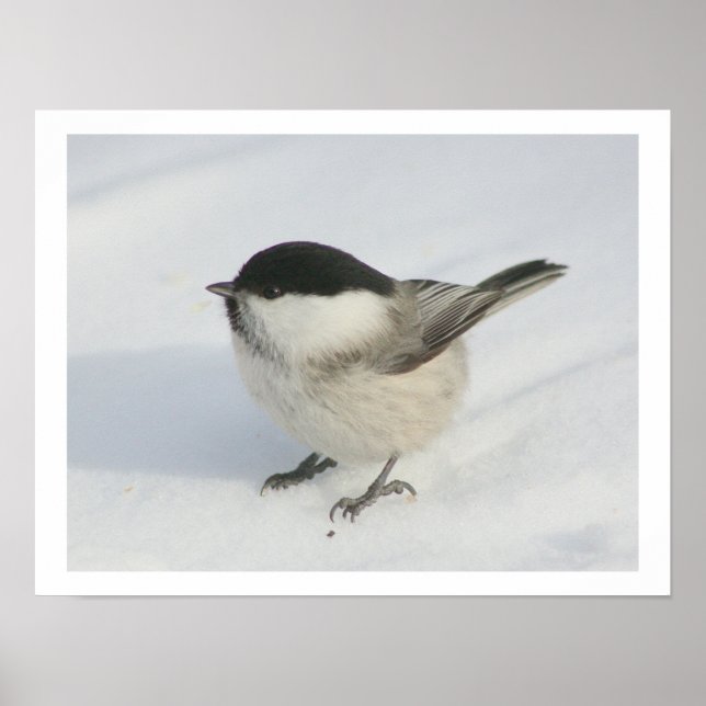 Chickadee im Schnee Poster (Vorne)