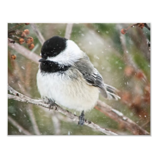 Chickadee im Schneesturm Fotodruck (Vorne)