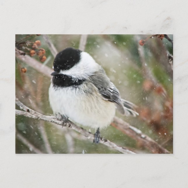 Chickadee im Schneesturm Postkarte (Vorderseite)