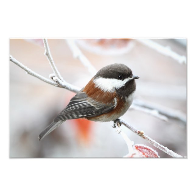 Chickadee im Winter Fotodruck (Vorne)
