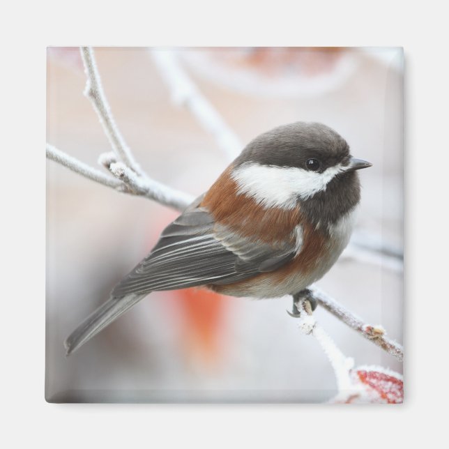 Chickadee im Winter Magnet (Vorne)