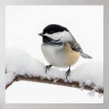 Chickadee im Winter