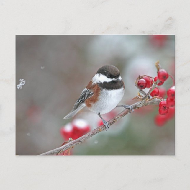Chickadee in Falling Snow mit Red Berries Postkarte (Vorderseite)
