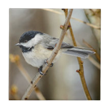 Chickadee Keramik Foto Tile