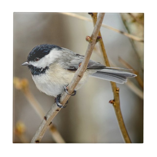Chickadee Keramik Foto Tile Fliese (Vorderseite)