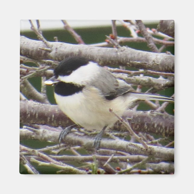 Chickadee Magnet (Vorne)