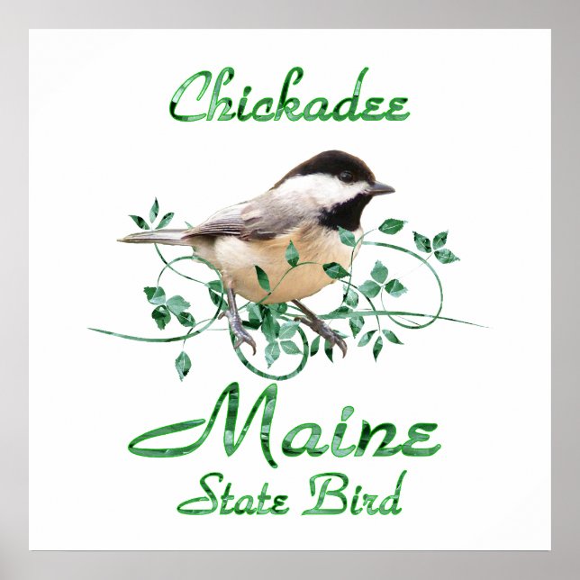 Chickadee Maine Staat Bird Poster (Vorne)